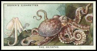 42 Octopus
